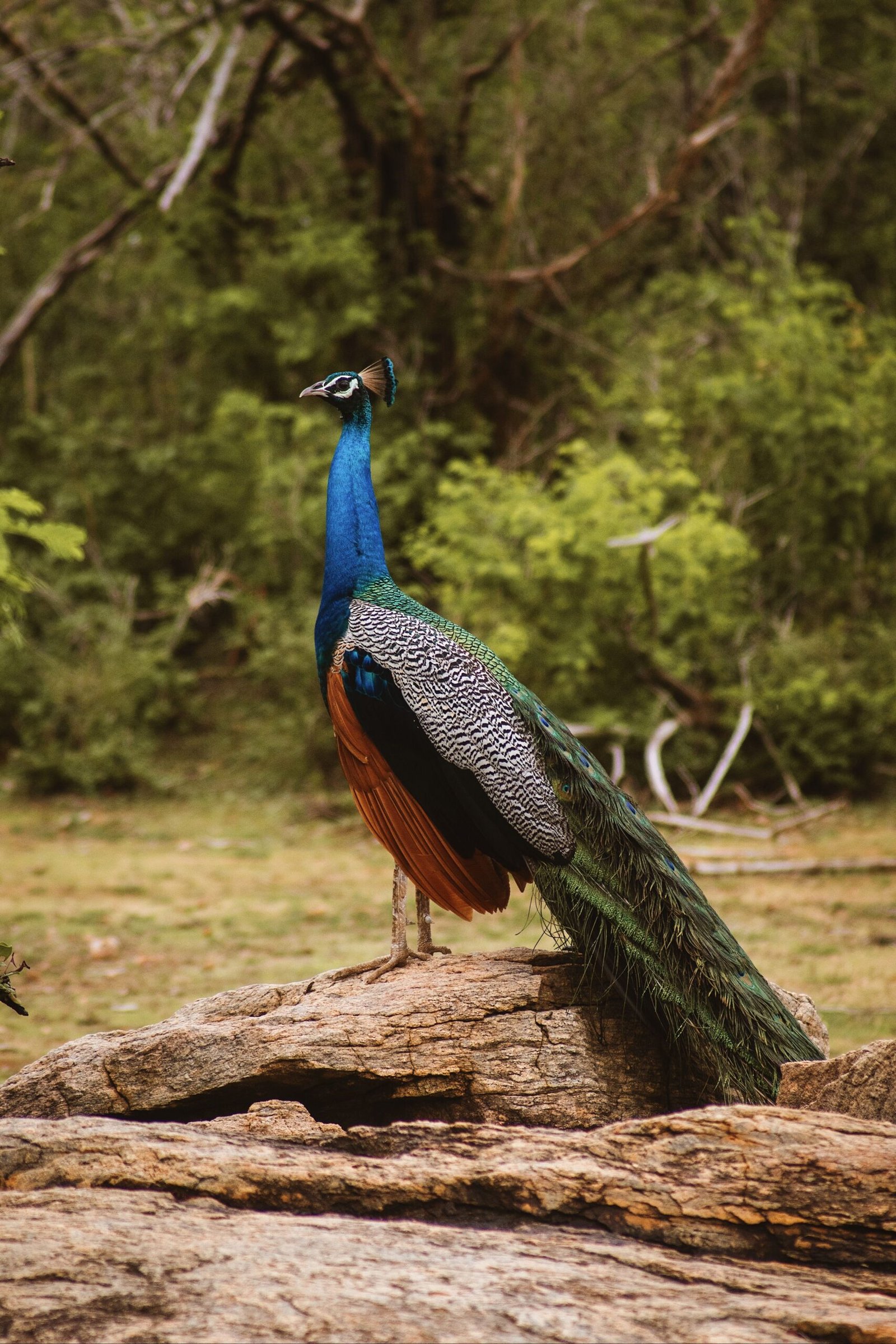 Wildlife Safari Adventure
